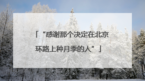 “感谢那个决定在北京环路上种月季的人”