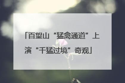 百望山“猛禽通道”上演“千猛过境”奇观