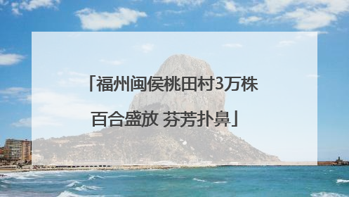福州闽侯桃田村3万株百合盛放 芬芳扑鼻