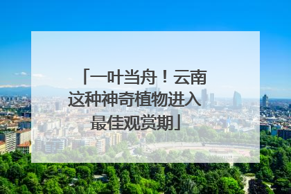 一叶当舟！云南这种神奇植物进入最佳观赏期