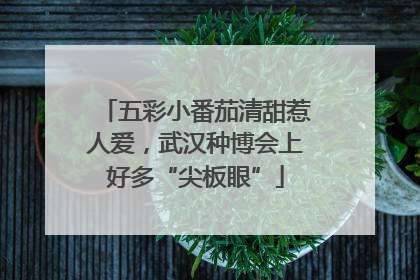 五彩小番茄清甜惹人爱，武汉种博会上好多“尖板眼”