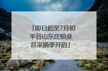 即日起至7月初 平谷山东庄镇桑葚采摘季开启