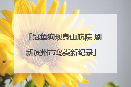 冠鱼狗现身山航院 刷新滨州市鸟类新纪录