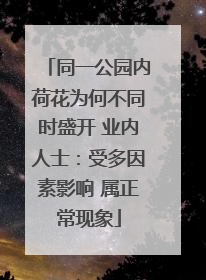 同一公园内荷花为何不同时盛开 业内人士：受多因素影响 属正常现象