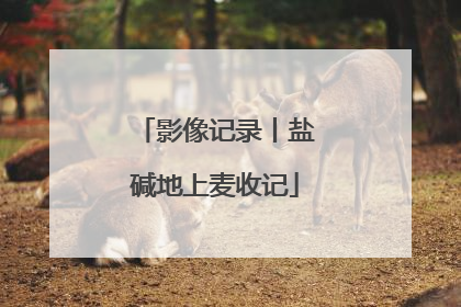 影像记录丨盐碱地上麦收记