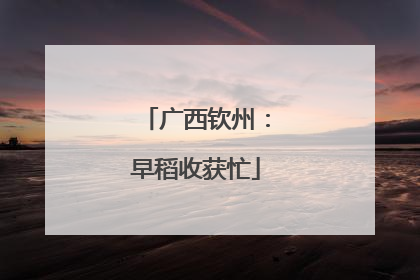 广西钦州：早稻收获忙