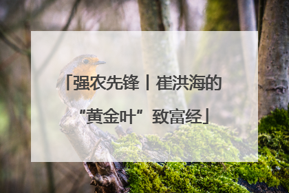 强农先锋丨崔洪海的“黄金叶”致富经