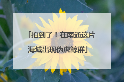 拍到了！在南通这片海域出现伪虎鲸群
