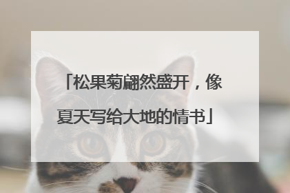 松果菊翩然盛开，像夏天写给大地的情书