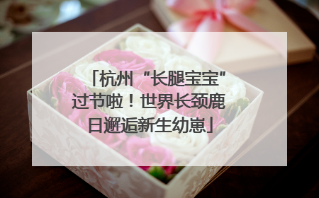 杭州“长腿宝宝”过节啦！世界长颈鹿日邂逅新生幼崽