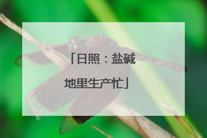 日照：盐碱地里生产忙