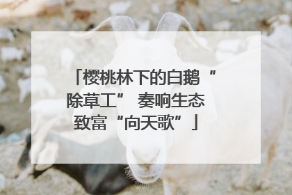 樱桃林下的白鹅“除草工” 奏响生态致富“向天歌”