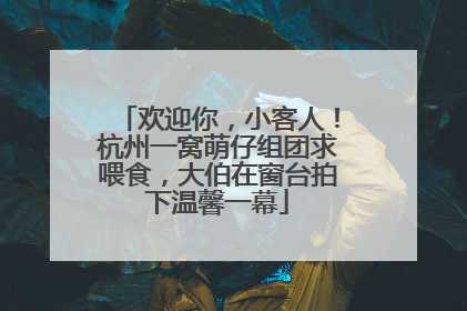 欢迎你，小客人！杭州一窝萌仔组团求喂食，大伯在窗台拍下温馨一幕
