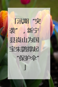 汛期“突袭”，新宁县崀山为国宝朱鹮撑起“保护伞”