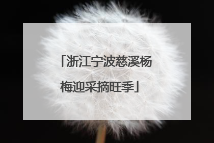 浙江宁波慈溪杨梅迎采摘旺季