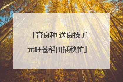 育良种 送良技 广元旺苍稻田插秧忙