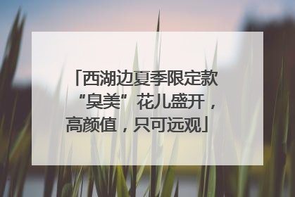 西湖边夏季限定款“臭美”花儿盛开，高颜值，只可远观
