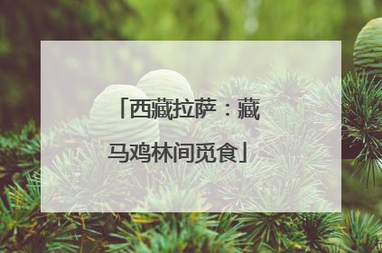 西藏拉萨：藏马鸡林间觅食