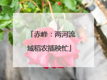 赤峰：两河流域稻农插秧忙