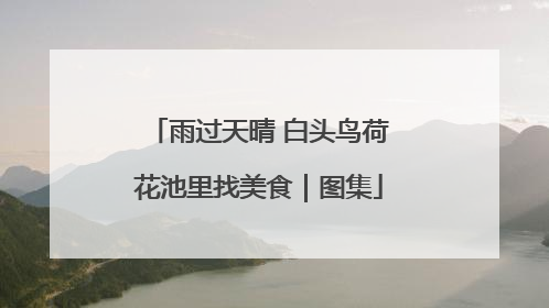 雨过天晴 白头鸟荷花池里找美食｜图集
