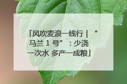 风吹麦浪一线行｜“马兰 1 号”：少浇一次水 多产一成粮
