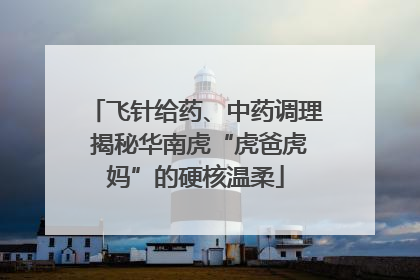 飞针给药、中药调理 揭秘华南虎“虎爸虎妈”的硬核温柔