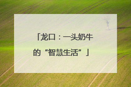 龙口：一头奶牛的“智慧生活”