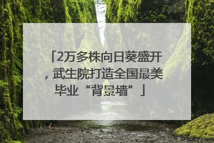 2万多株向日葵盛开，武生院打造全国最美毕业“背景墙”