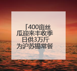 400亩丝瓜迎来丰收季 日供3万斤为沪苏锡常餐桌添鲜